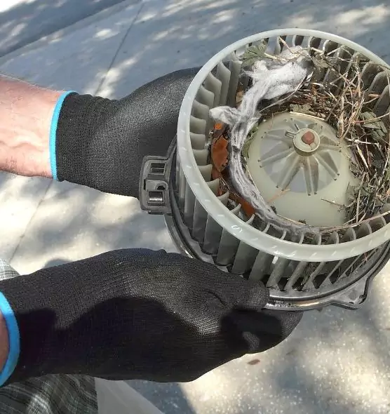 About Air Duct Mice Removal in Parkland, WA